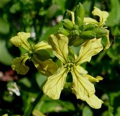 Eruca sativa